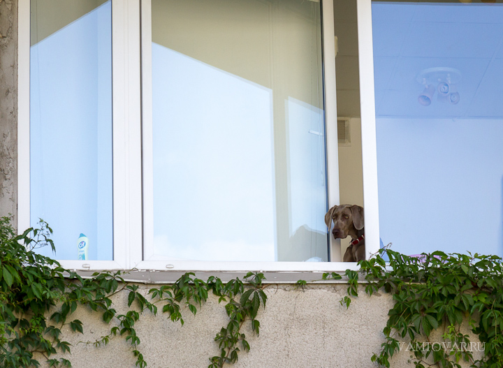 Фотография собаки в окне дома